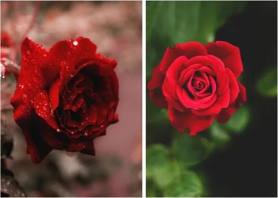 ROSE | Ma Huiguo - The Encounter of Nature and Romance